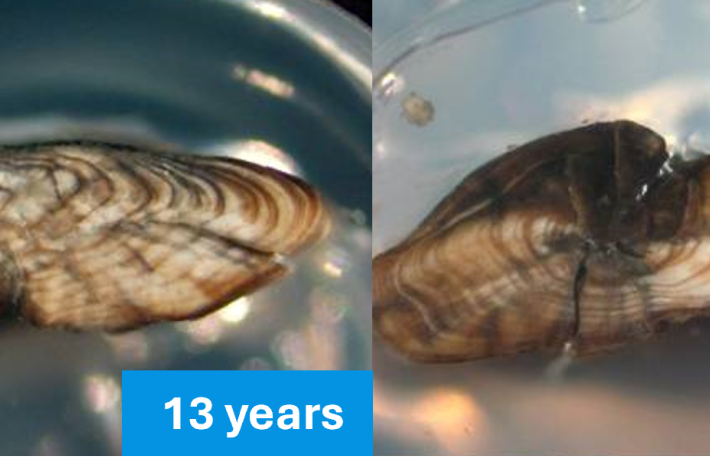 Shortfin_eel_otoliths_revised