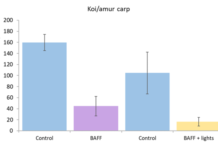 Number of movements through control trials and treatments (BAFF with and without lights) for koi/amur carp. 