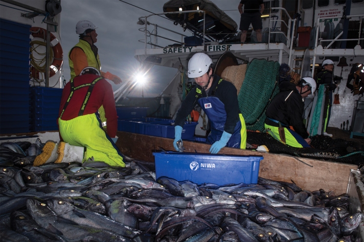 Fisheries scientists gather freshly landed hoki for detailed examination in Kaharoa's wetlab