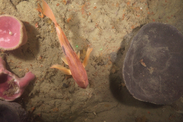 A butterfly perch swimming among sponges on the Tokomaru shelf reef captured by NIWA's underwater camera in 2023