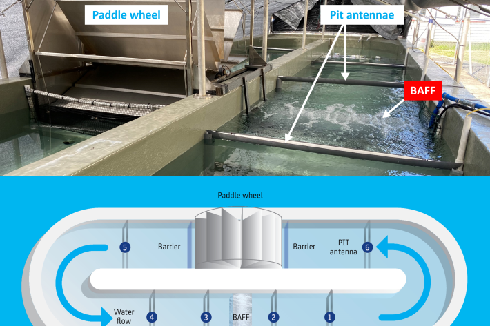 BAFF_setup_graphic