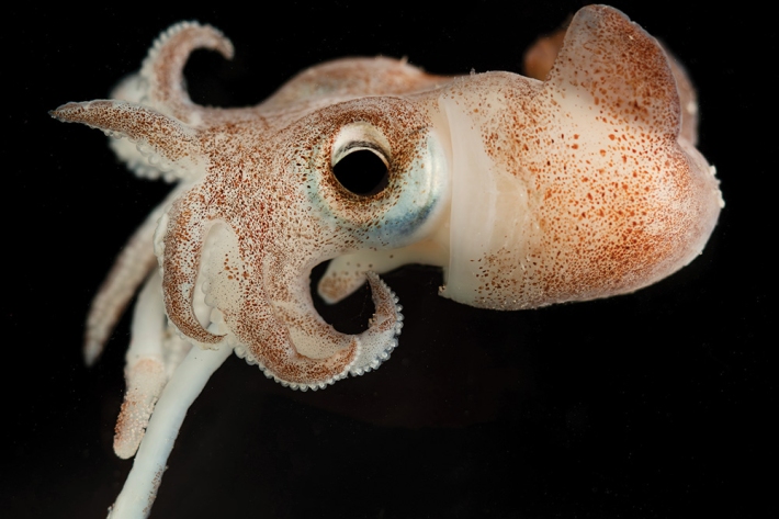 Bobtail squid