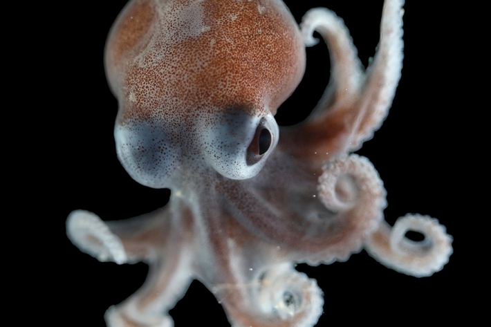 Bobtail squid