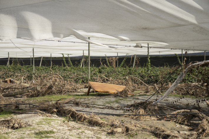 Cyclone Gabrielle - Hawkes Bay. An orchard on Vicarage Road where Tutaekuri River broke the stopbank.