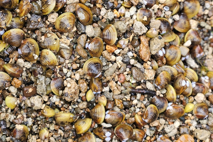 Corbicula pile_Melchior (1).jpg