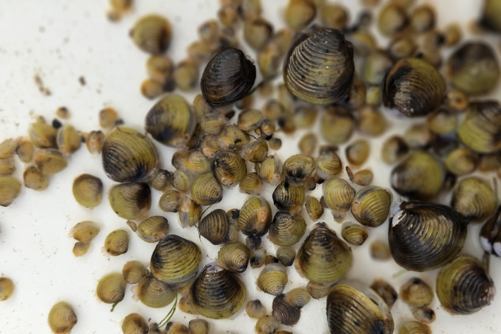 Corbicula pile_Melchior (4).jpg