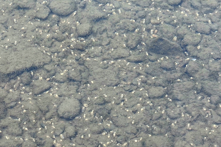 Corbicula siphons_Melchior (5).jpg