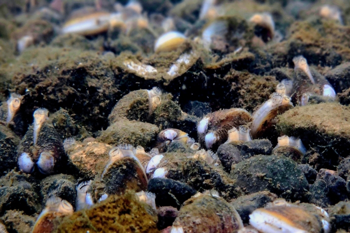Corbicula underwater_Melchior.jpg