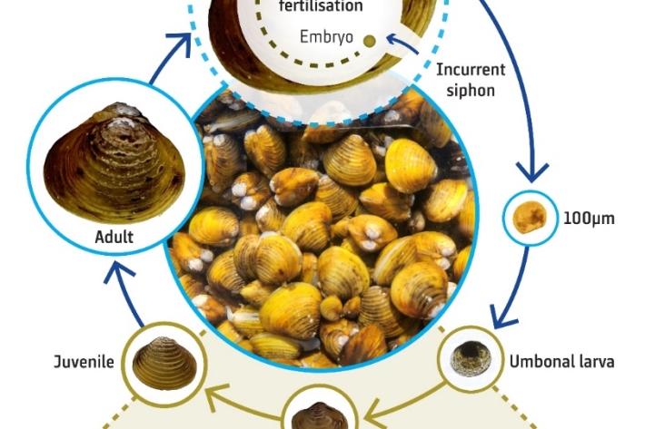 Gold clam lifecycle