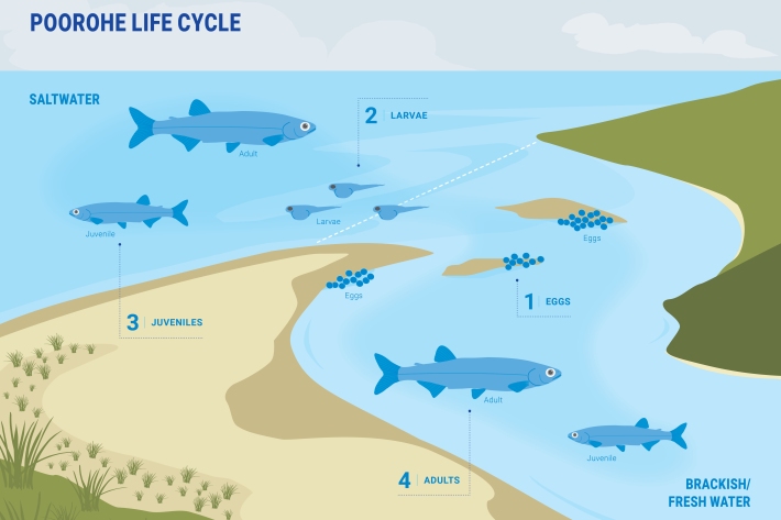 Poorohe Lifecycle poster