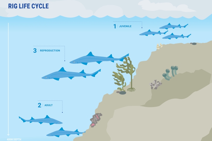 Rig Lifecycle poster_for web 
