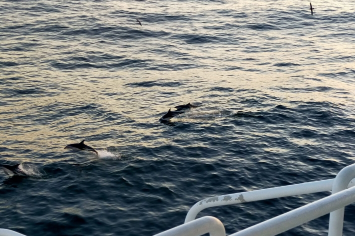 dolphins welcoming Tangaroa back