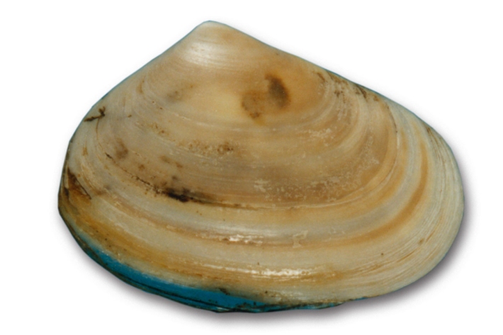 Deep water tuatua (Paphies donacina)