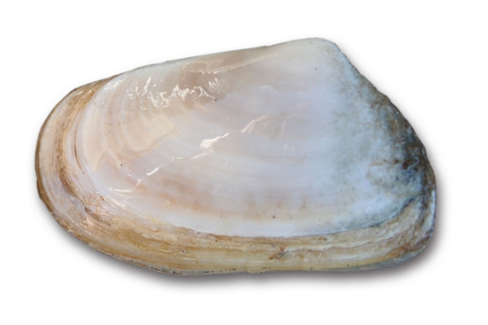 Tuatua (Paphies subtriangulata)