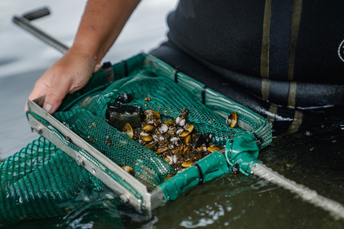 Collecting clam samples for lab work at Bob’s Landing February 2025
