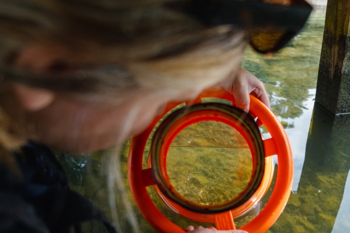 Using a bathyscope or underwater viewer to detect clams