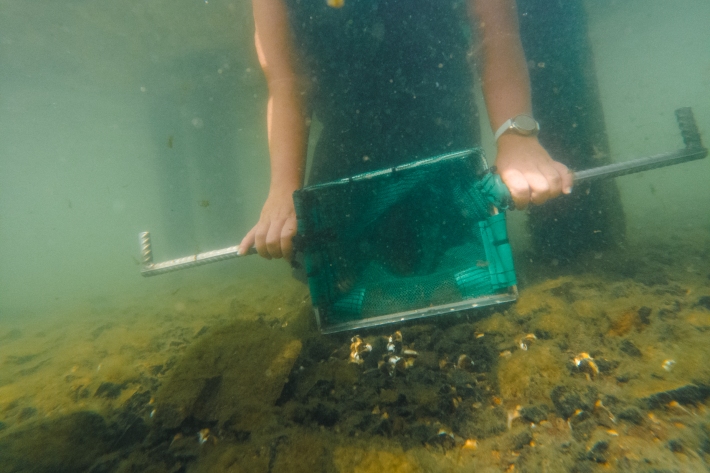 Using NIWA’s bespoke clam net enables us to collect clams quickly and efficiently. At Bobs Landing, we collected 4,000 in 30 minutes. 