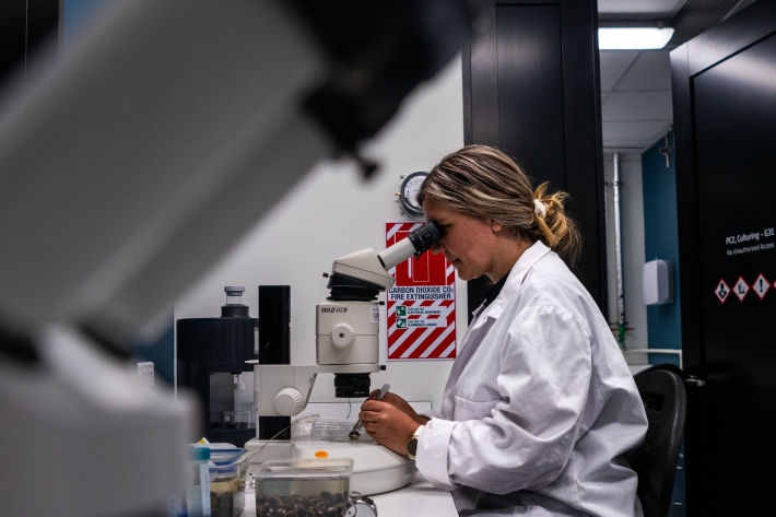  NIWA Freshwater ecologist Dr Michele Melchior in the Hamilton Lab dissecting clams to assess their reproductive ecology. 