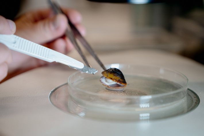 Dissecting adult clams to assess reproductive rates. 