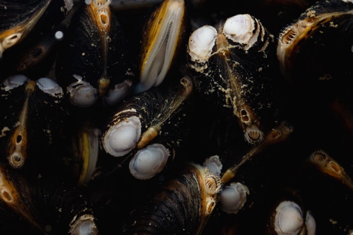 NIWA has received permits and permissions to collect, hold and culture this invasive species in our laboratories (PC2)