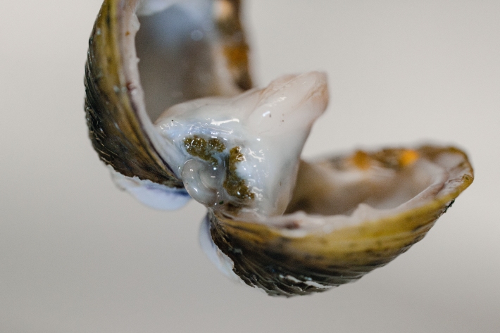 Dissections help us understand the anatomy and function of this newly introduced invasive species and how they are adapting to the New Zealand environment. 