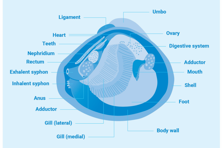 Gold_clam_anatomy figure