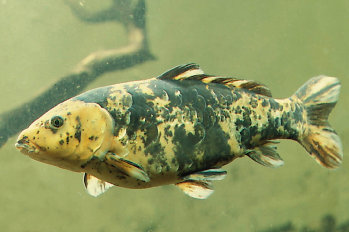 Invasive species | Earth Sciences New Zealand | NIWA