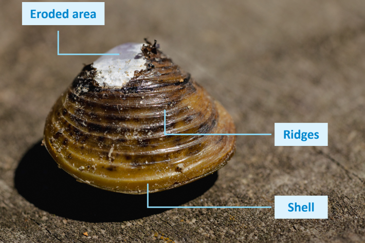 gold_clam_shell_anatomy
