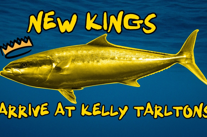 New Kings arrive at Kelly Tarlton's Aquarium