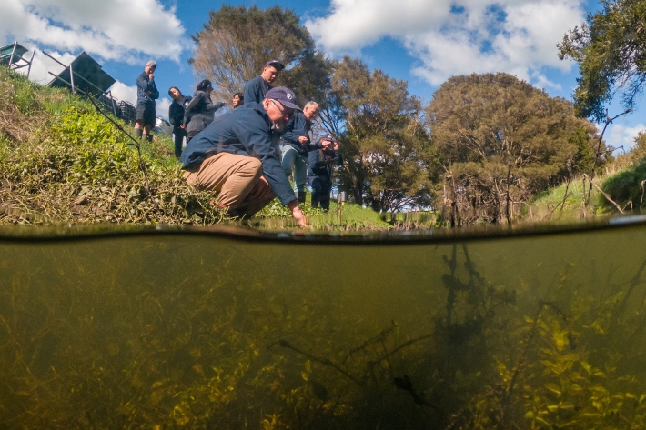 Freshwater algal fans