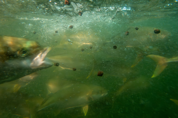 Kingfish in the newly completed recirculating aquaculture systems (RAS) at the Northland Aquaculture Centre.