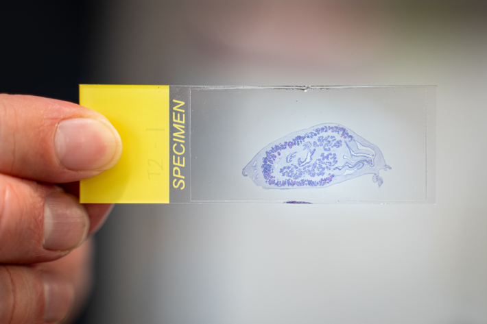 A thin slice of a New Zealand oyster cut for laboratory research into the Bonamia ostreae parasite. 