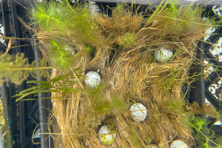 Native plants of milfoil and pondweed on a muka mat after approximately six weeks. Lead weights were used to hold the mat in place on plastic trays during this small-scale tank trial.