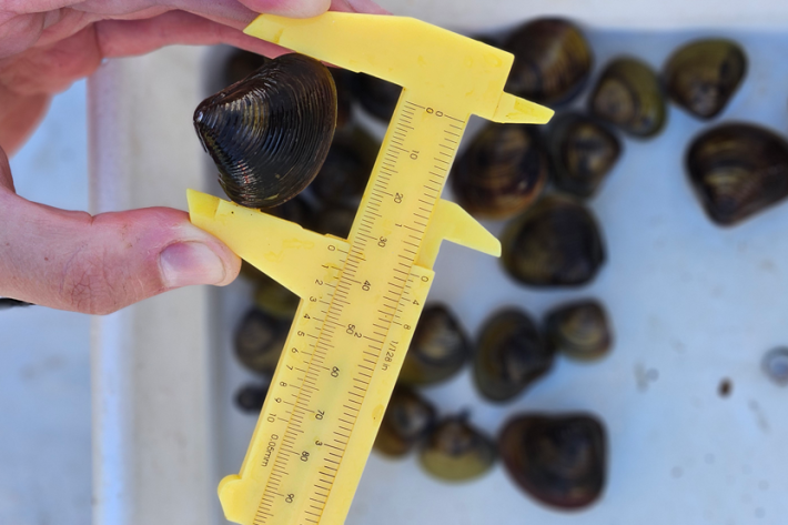measure clam