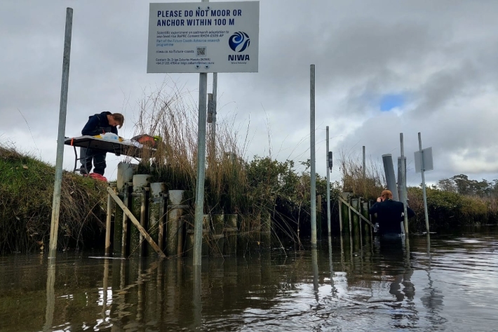 By mimicking hydroperiods simulating future sea-level rise, scientists can gather data from marsh organs on plant biomass, decomposition rates, and soil health to predict future marsh composition, distribution and production. 