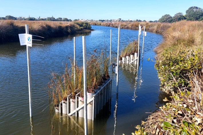 A marsh organ is an experimental mesocosms designed to study how coastal marsh plants respond to sea-level rise induced inundation and salinity.