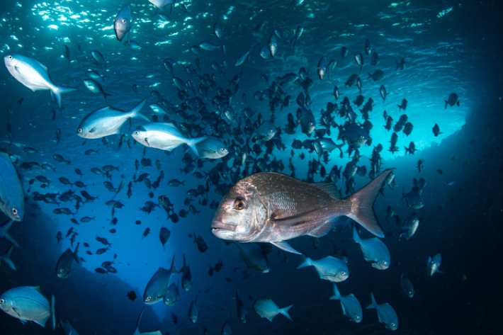 A snapper cruises past schools of Blue Maomao at the Poor Knights Islands.