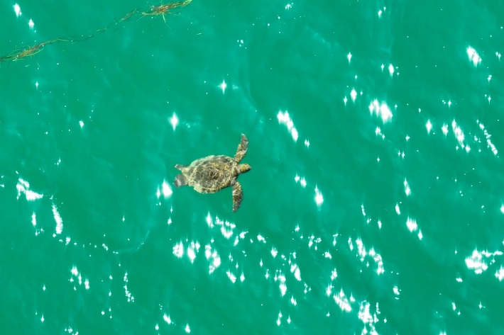 A Green turtle foraging in Rangaunu Harbour, New Zealand