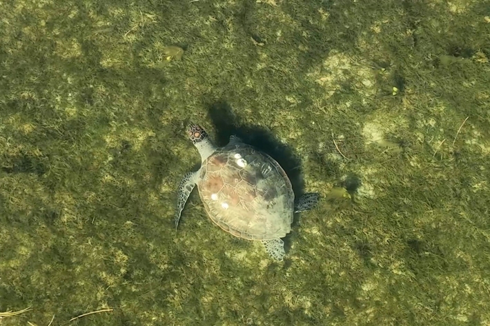 Turtle