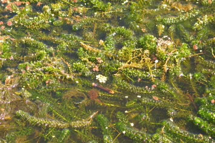 Hydrilla verticillata