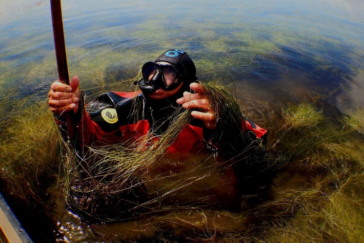 Aleki getting a Ruppia sample at Waituna lagoon.
