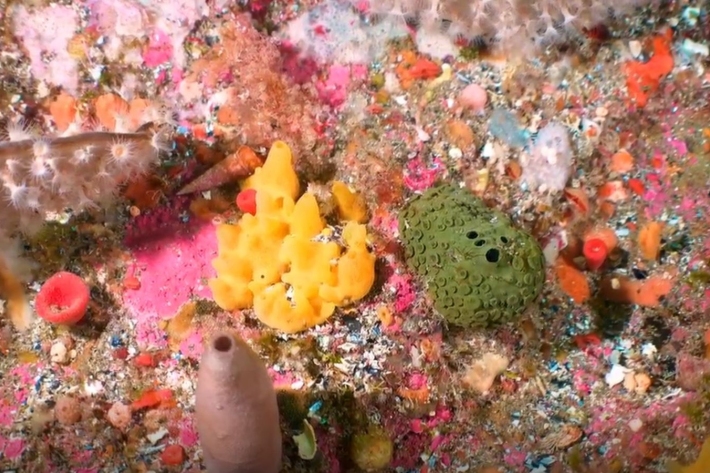 Marine sponges