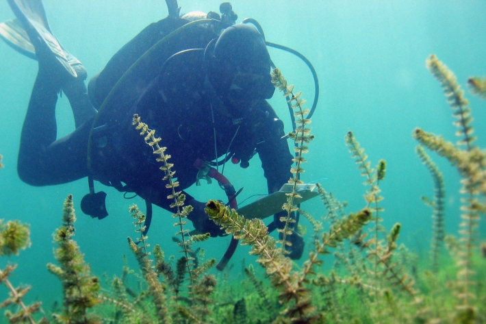 NIWA diver Aleki Taumoepeau in Lake Waikaremoana