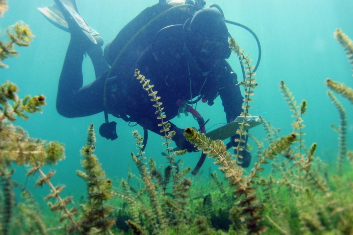 NIWA diver Aleki Taumoepeau in Lake Waikaremoana.