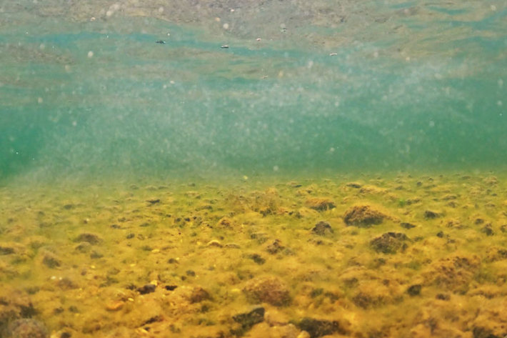 A cloud of newly released invasive gold clam larvae floating in the water column. 