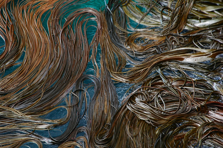 Bull Kelp, Otago Peninsula