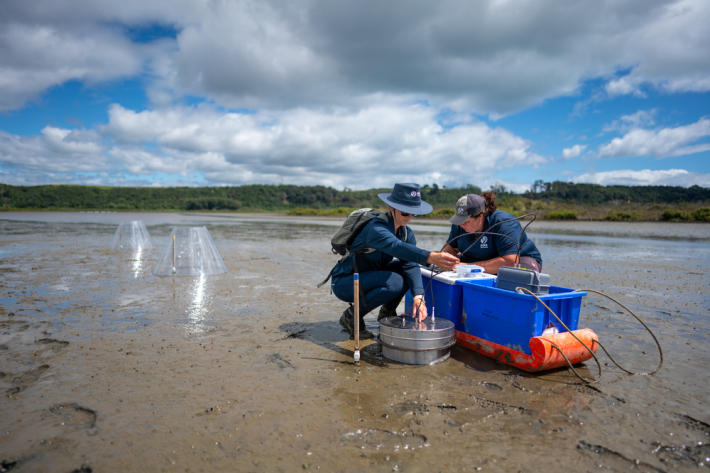 Emily Douglas and Sarah Hailes take gas measurements from the sediment in Waihi estuary.