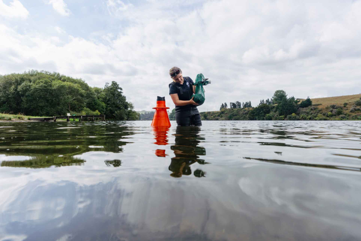 NIWA Freshwater Fish Ecologist, Michele Melchior, using a NIWA-designed clam net to efficiently collect gold clams at Bob's Landing, Waikato river.