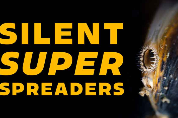 Gold clam thumbnail web