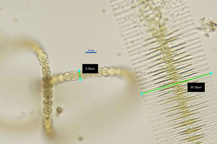 Sample from Lake Maraetai, Phytoplankton in Dec 2025 and it show measurements being taken down a microscope in µm of two species;  a Diatom, Fragilaria (the long cells joined together) and a Cyanobacteria, Dolichospermum (the round cells) two of the dominate large species at this time. Photo ESNZ